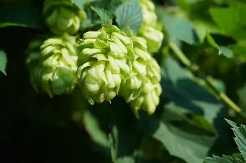 Hops nitrogen