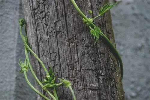 Le houblon comme plante grimpante : croissance, entretien et récolte