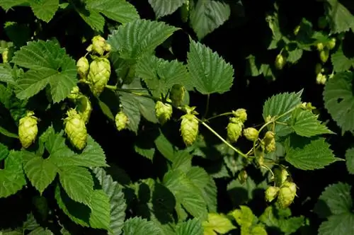 Le houblon est-il pérenne ? Tout sur la durée de vie et les soins