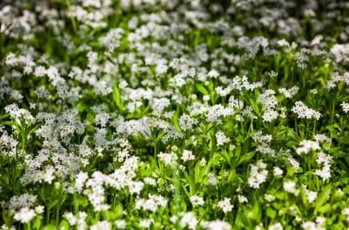 Woodruff seeds: Sow and harvest successfully yourself