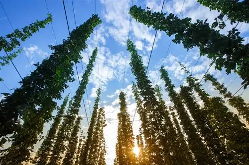 Hops in the garden: How do they reach their impressive height?