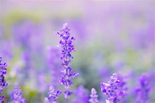 Lavanda come copertura del terreno