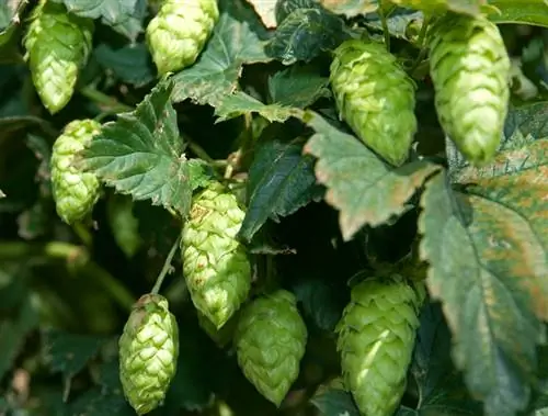 Hops zararkunandalari