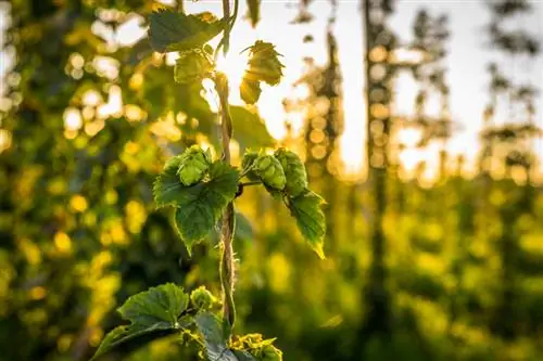 The optimal climbing aid for hops: This is how they thrive