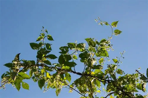 Lúpulo masculino no jardim: decoração ou risco?