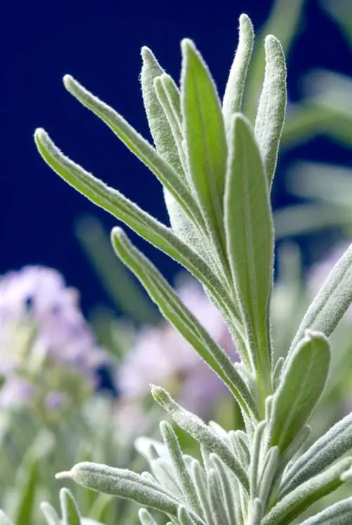 La lavanda non fiorisce