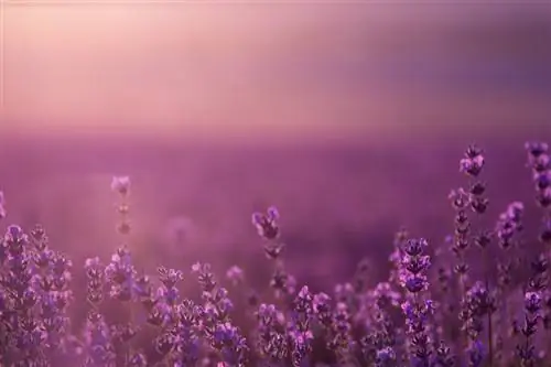 Lavender aphids