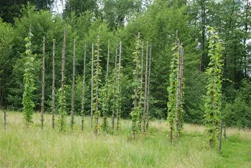 Planting hops: location tips for best results