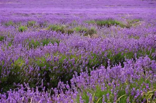 lavanda alemania