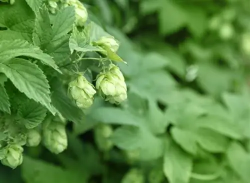 Txhua yam hais txog hops: Cov ntaub ntawv qhia