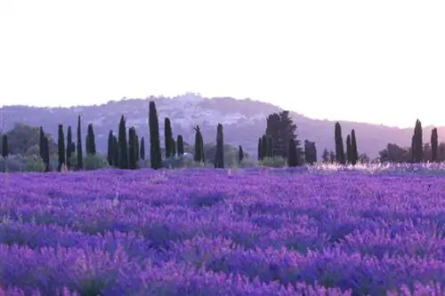 Gödsla lavendel