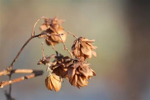 Hop pruning