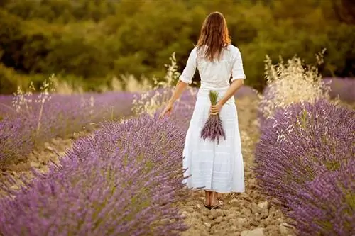 Tinggi Lavender: Varietas mana yang tumbuh rendah atau tinggi?