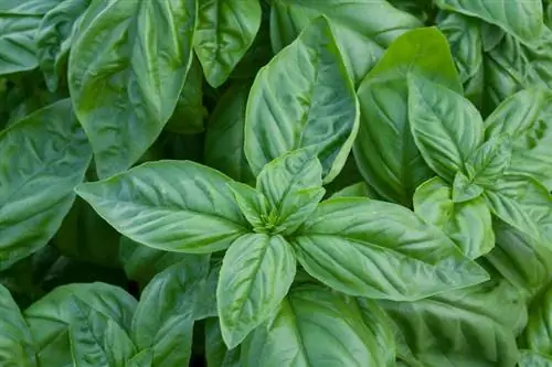 Basil чыдамдуу