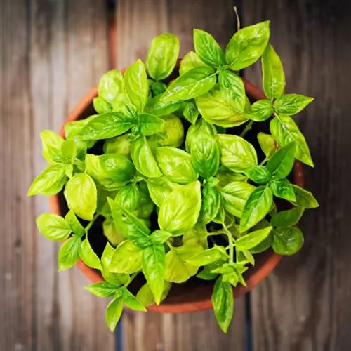 Basil turns yellow