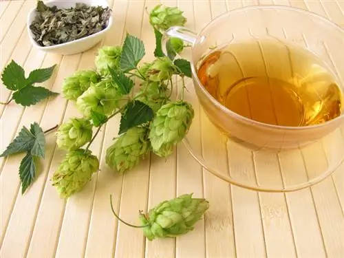 Hops: Ko'p qirrali foydalanishni kashf eting