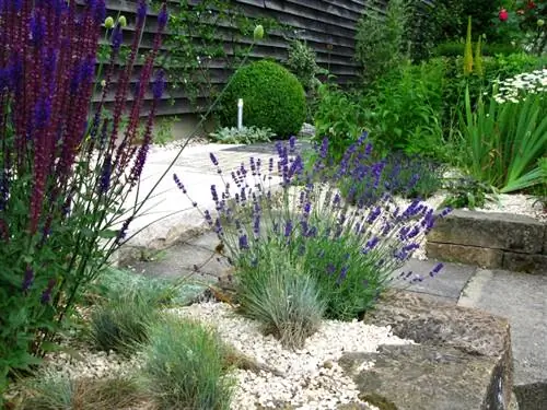 Lavanda nel letto di ghiaia