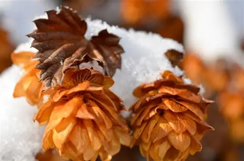 Lúpulo durante o inverno: como proteger a planta no inverno