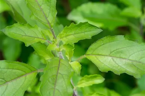 Cuidado de la albahaca tailandesa