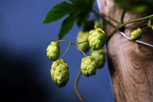 Tout sur la vigne de houblon : culture, utilisation et décoration