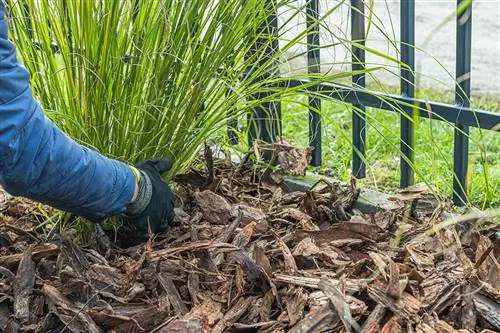 La hierba de la pampa se planta en el jardín.