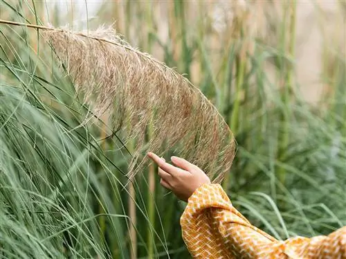 Kutunza nyasi za pampas