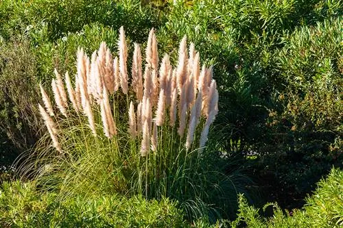 Quyoshli joy pampas o'tlarini parvarish qilishning bir qismidir