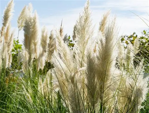 Le fronde fiorite dell'erba della pampa dopo la fecondazione