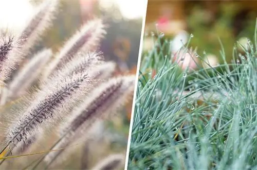 Pennisetum o'ti va ko'k fescue bilan balkon qutisidagi pampas o'tiga muqobil