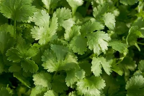 Planting coriander successfully: location, sowing and harvesting