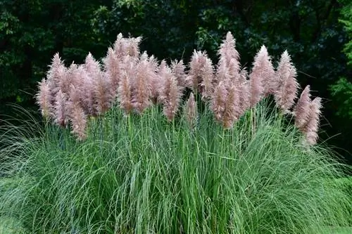 Propagate pampas grass by division