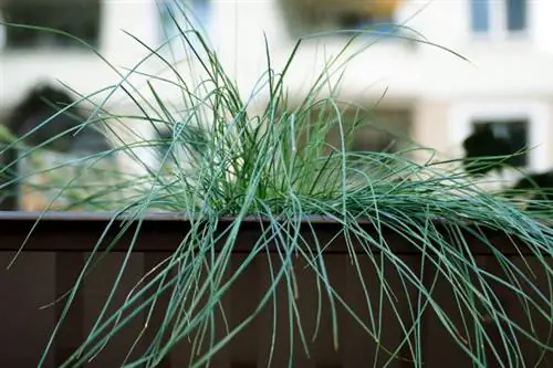 Hierba de pampa en cubo y jardinera de balcón sin flores.