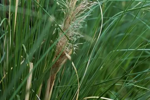 Pampas o'tidan keyin birinchi gul ekilgan