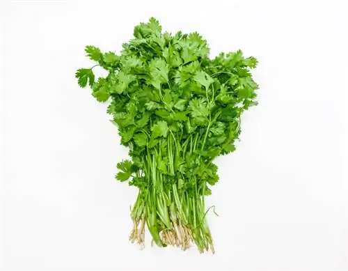 Cosechar cilantro con éxito: ¿cuándo y cómo exactamente?