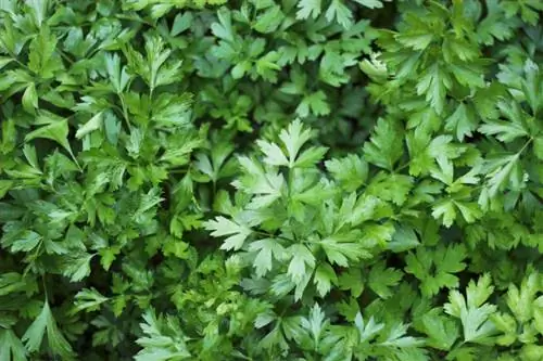 Utunzaji wa Coriander