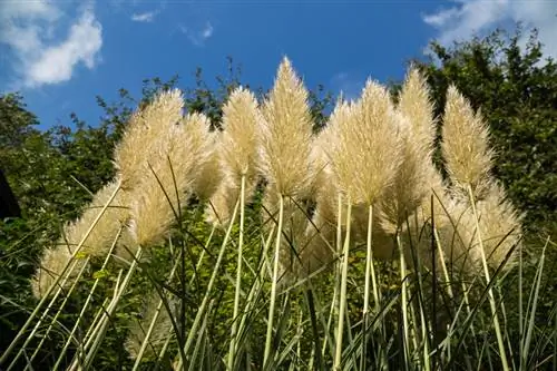 পাম্পাস ঘাসের উচ্চতা সীমিত করুন