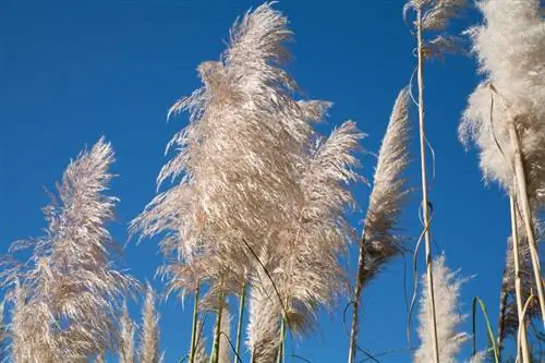 Kada žydi pampų žolė? Skirtingas žydėjimo laikas