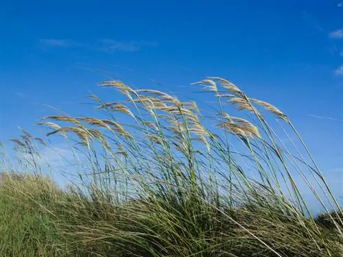 Trapianta l'erba della pampa