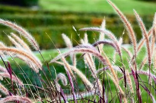 Pampas grästerrass