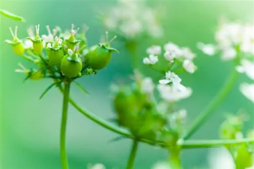 Coriander origin