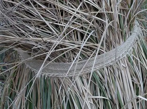 Grama dos pampas amarrada com fita para passar o inverno