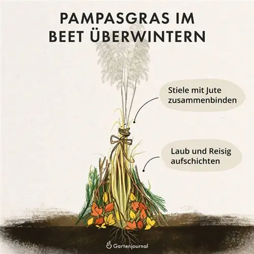 Como a grama dos pampas passa o inverno na cama como ilustração