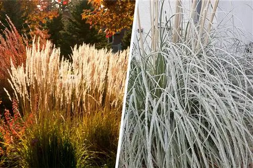 Erba della pampa in autunno e inverno