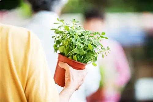 cilantro en la olla