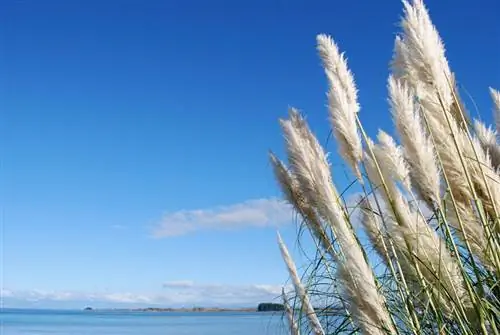 Pampas grass colors: Discover the variety of flower colors