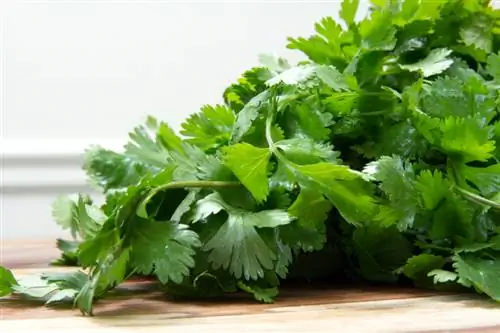 conservar cilantro