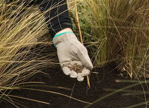 Saai pampasgras in die grond