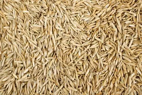 Pampas grass seeds look like lawn seeds and are small, yellow to brown