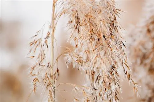 Kepala benih rumput Pampas dari dekat