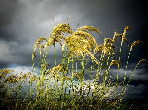 Singkirkan rumput pampas